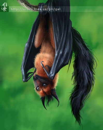 flyingfox.jpg