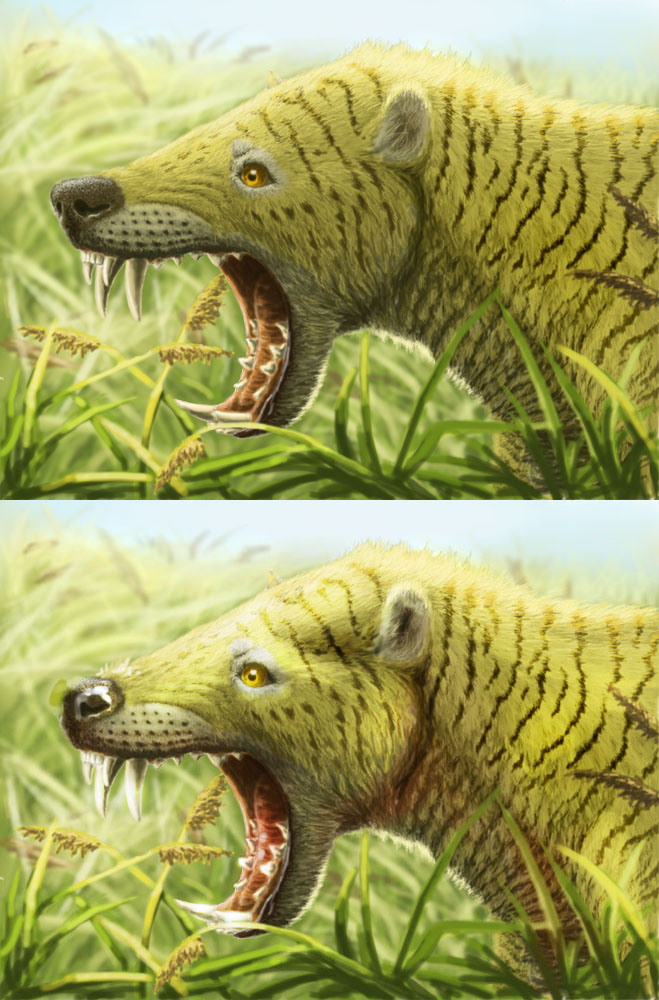 hyaenodon_horridus2.jpg