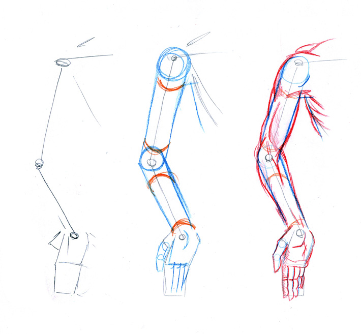 Arm_anatomy_457.jpg