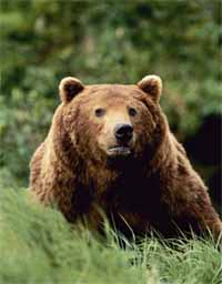 bear.jpg