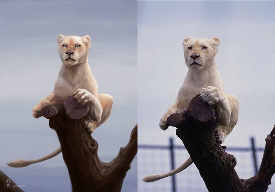lion.jpg