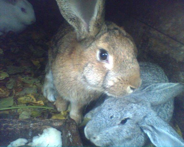 IMG0121A.jpg