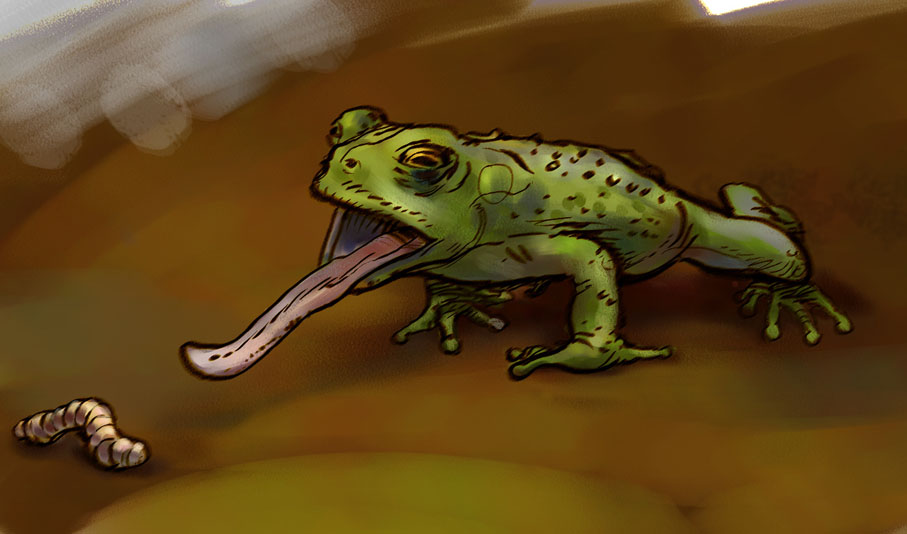 grenouille.jpg