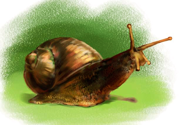 escargot.jpg